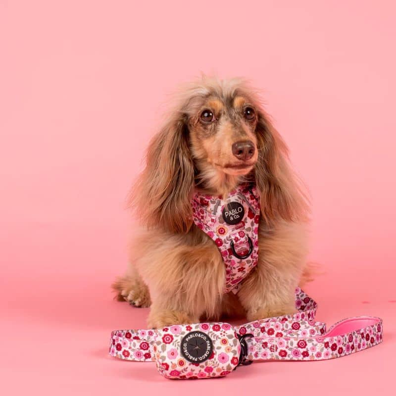 Teckel avec un ensemble pour chien en rose avec des fleurs primevere - primrose