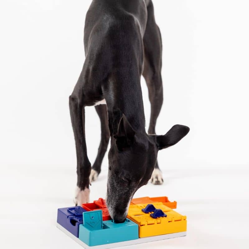 jouet d'occupation pour chien niveau  3 Genius set Pawzler : 14 cachettes à friandises pour stimuler et enrichir le chien via la dépense mentale - niveau difficile