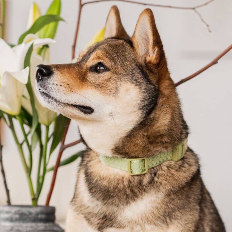 Collier pour chien en vert matcha de Peachy Dogs