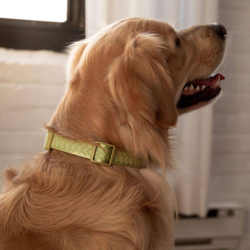 Collier tendance pour chien en vert pastel