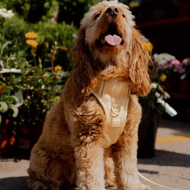 Chien avec harnais confortable maille respirante Peachy Dogs