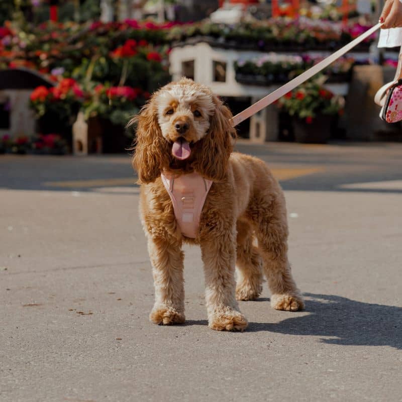 Chien avec harnais confortable maille respirante Peachy Dogs