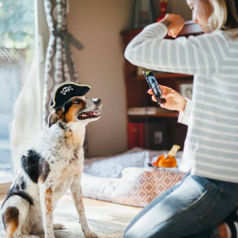 jouet peluche PLAY pour chien en forme de chapeau de pirate pouvant être porté comme un déguisement 