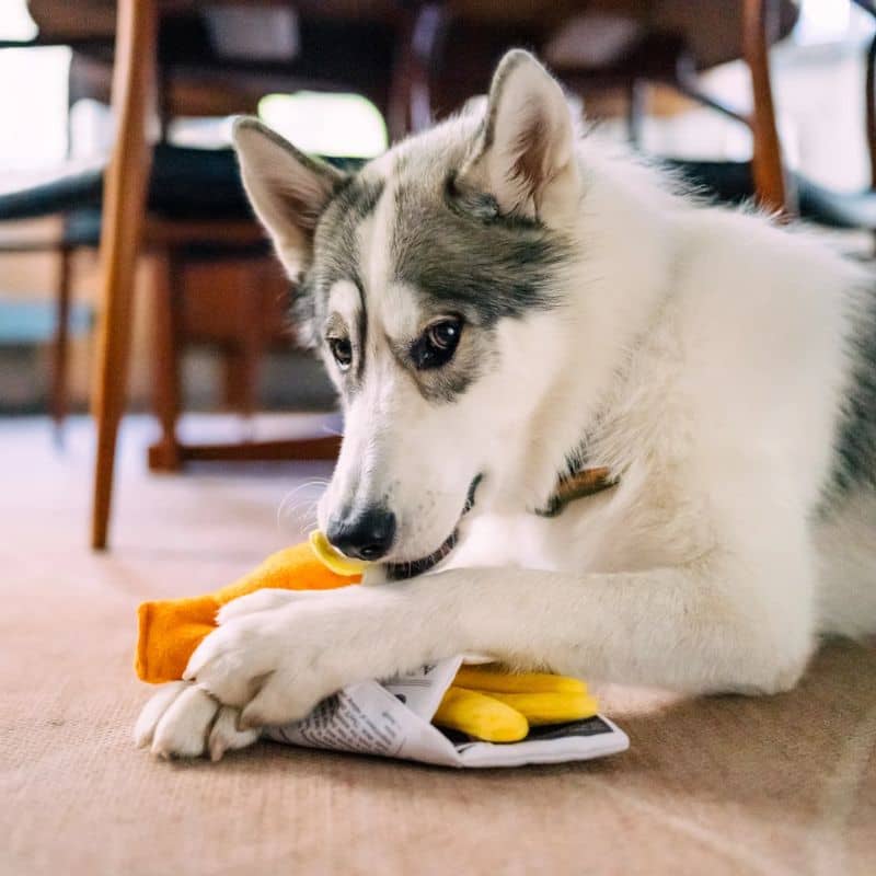 Jouet peluche pour chien en forme de fish & chips composé d’un journal, d’une frite et d’un poisson qui couinent et font un bruit de papier froissé - Chippy Chews Internation classic street food edition Play

