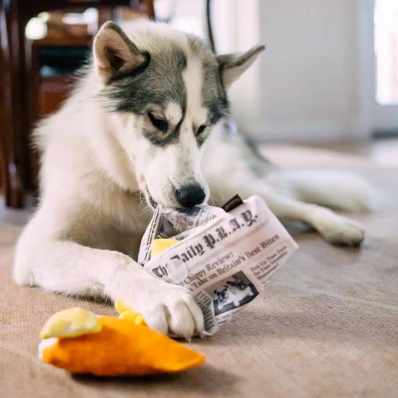 Jouet peluche pour chien en forme de fish & chips composé d’un journal, d’une frite et d’un poisson qui couinent et font un bruit de papier froissé - Chippy Chews Internation classic street food edition Play
