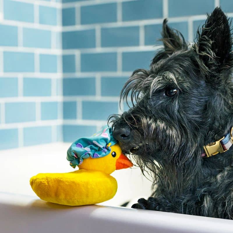 jouet peluche pour chien en forme de canard de bain jaune avec couineur - Bubbles the duck de la collection Splish Splash de Play