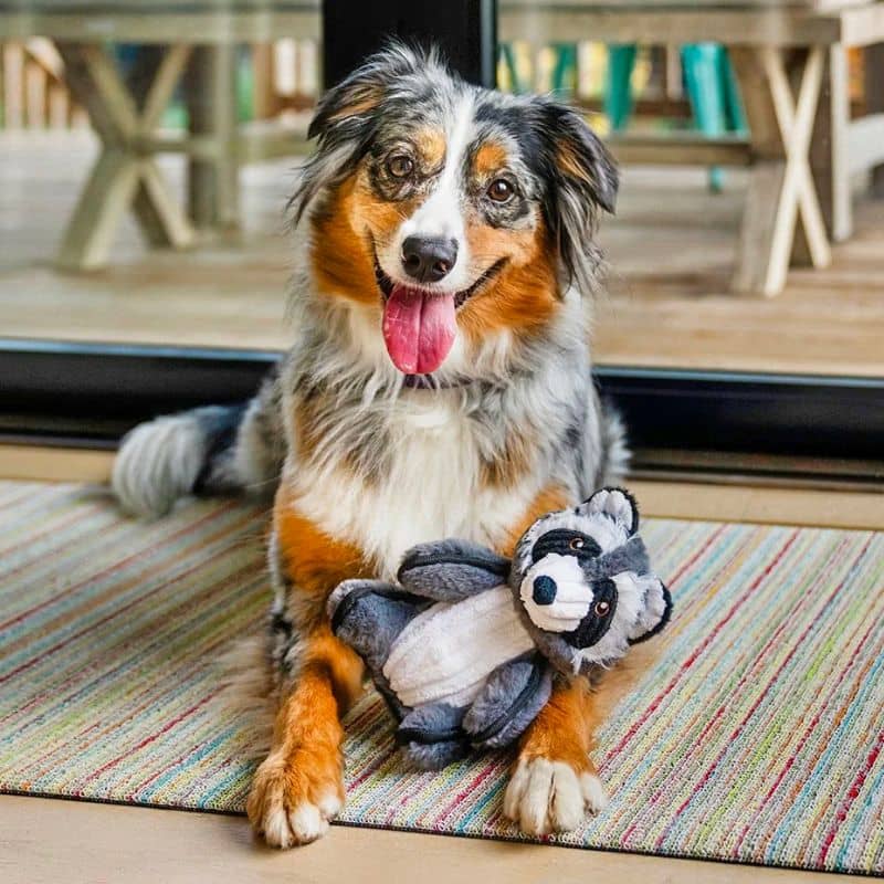 jouet interactif pour chien peluche en forme de raton laveur qui remue la queue lorsque l'on appuie sur le couineur - Robby the raccoon