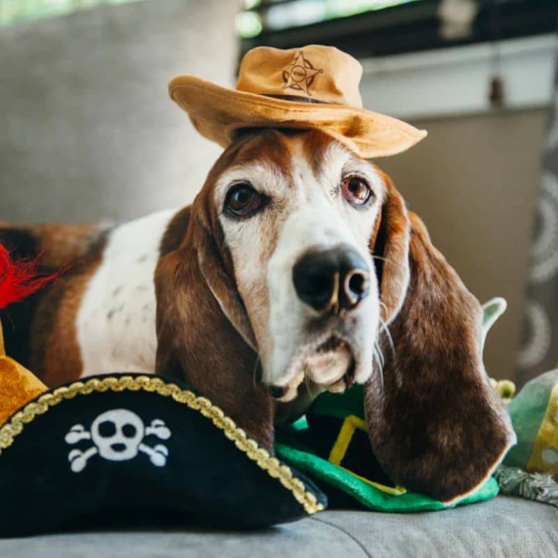 jouet peluche pour chien en forme de chapeau de shérif pouvant également être porté en déguisement - collection Mutt hater de Play