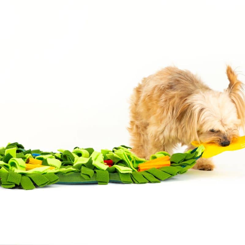 Chien avec le tapis de fouille et d'occupation en forme de sapin de noel de la marque PLAY idéal pour occuper et stimuler le chien grâce à la recherche de friandises faisant travailler son flair