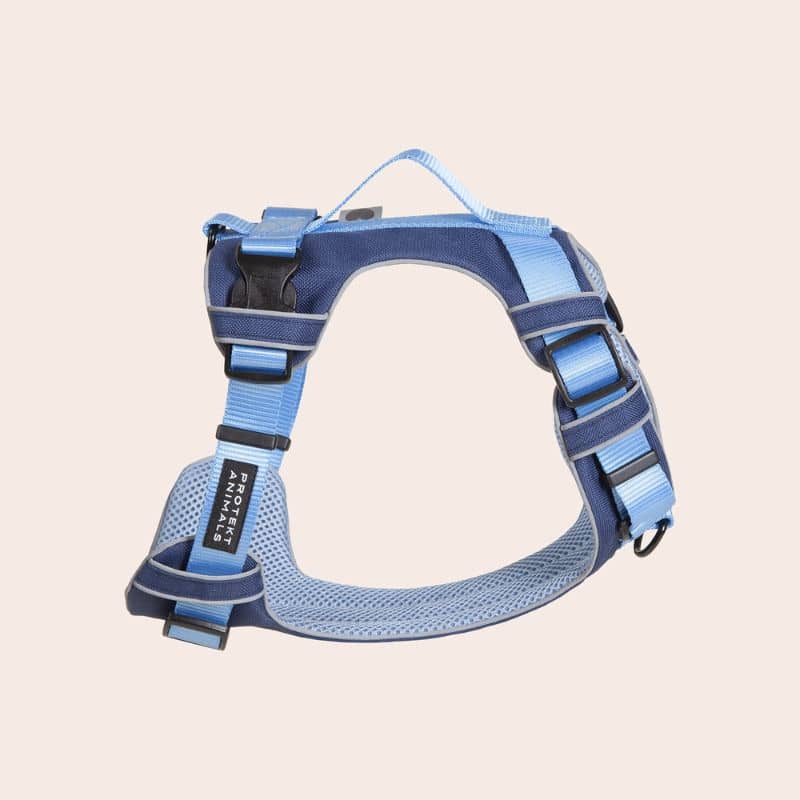 Harnais pour chien tendance bicolore de la marque Protekt animals en neon blue avec double clip, poignée sur le dessus et bandes réfléchissantes
