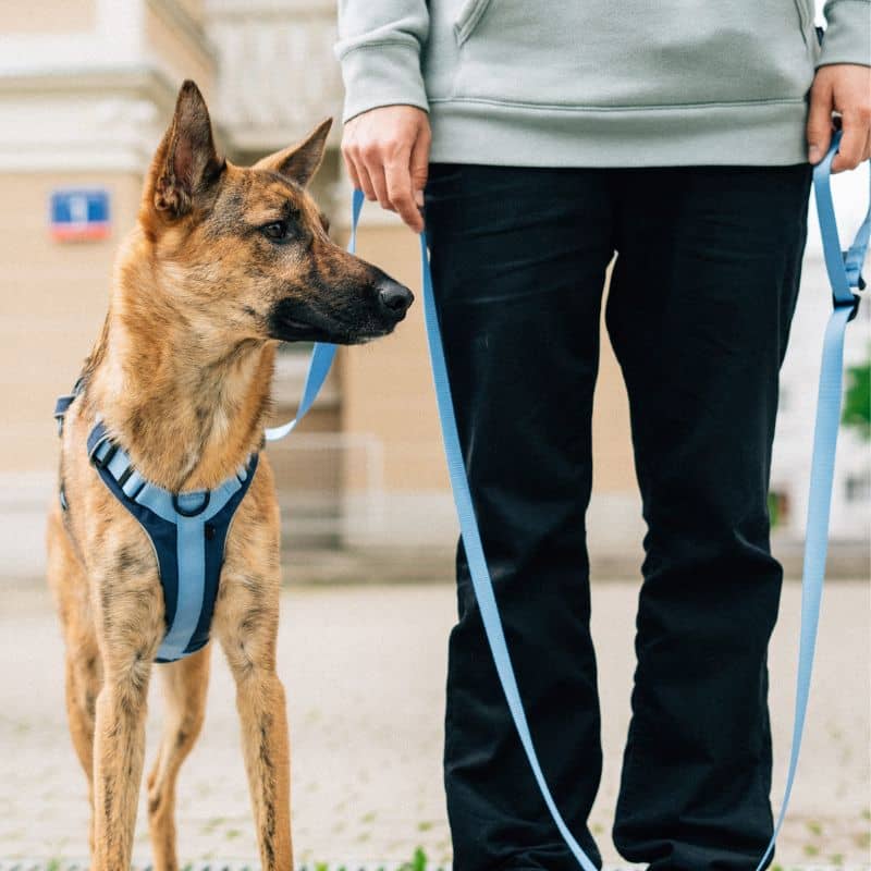 Laisse pour chien en néon bleu de Protekt Animals avec longueur réglable en longe ou laisse mains libres