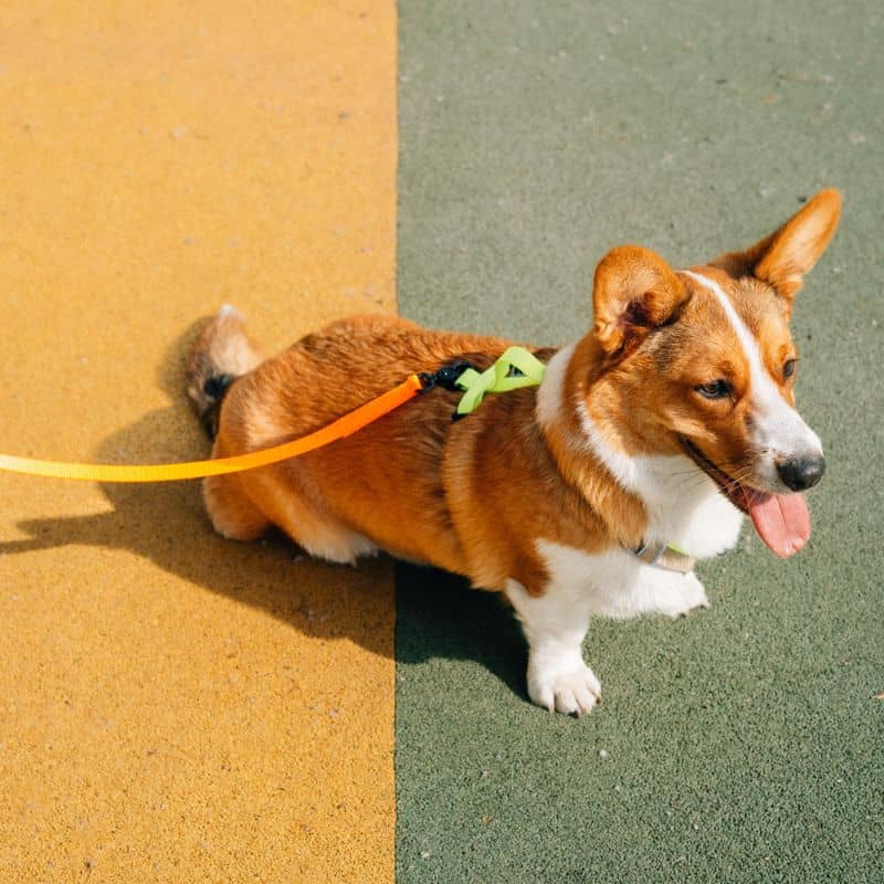 Laisse pour chien en néon orange de Protekt Animals avec longueur réglable en longe ou laisse mains libres