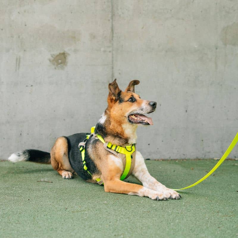 Chien avec longe de 5 mètres en tissu en jaune fluo pour être visible, confectionnée en Europe