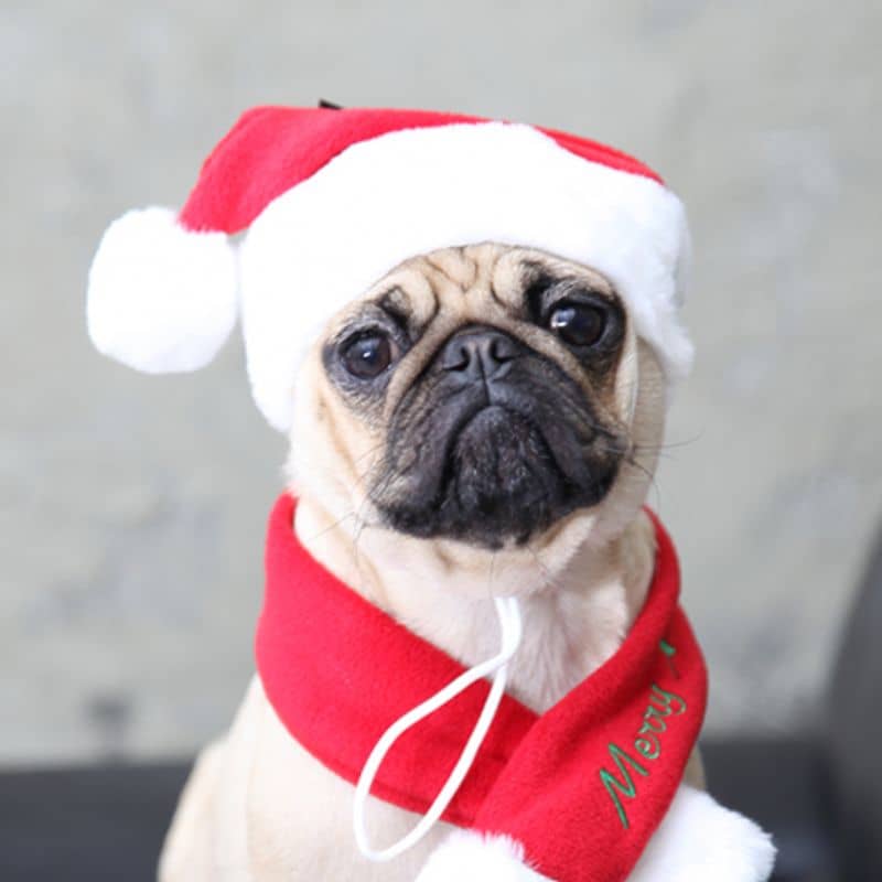 Carlin avec bonnet de Père-Noël en rouge en polaire de Puppia
