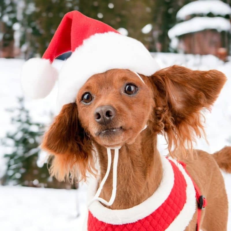 Chien avec bonnet de Père-Noël en rouge en polaire de Puppia