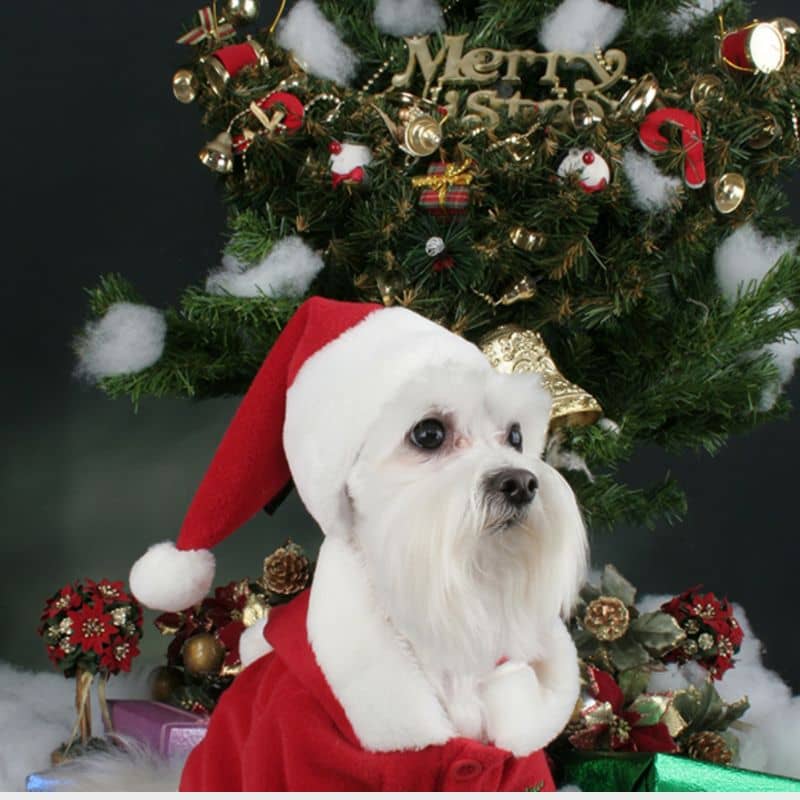 Chien avec bonnet de Père-Noël en rouge en polaire de Puppia