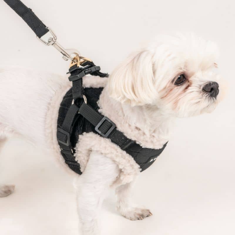 Chien avec harnais pour chien avec fourrure sherpa blanche pour l'hiver