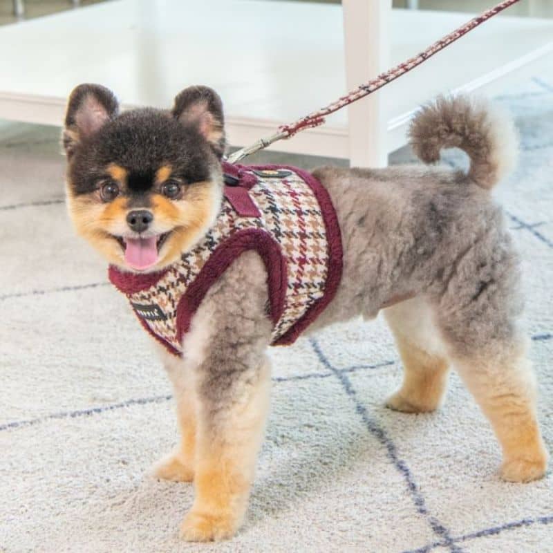 Spitz avec harnais pour chien motif pied de poule bordeaux avec fourrure pour l'hiver