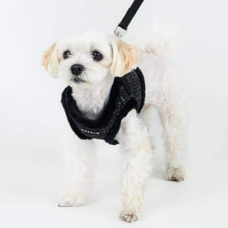 Chien avec un harnais veste facile à enfiler en tweed noir