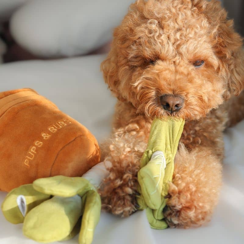 Veggie Garden nosework toy Pups & Bubs - jouet d'occupation interactif et de fouille pour chien en forme de plante verte dans lequel cacher des friandises pour occuper votre chien