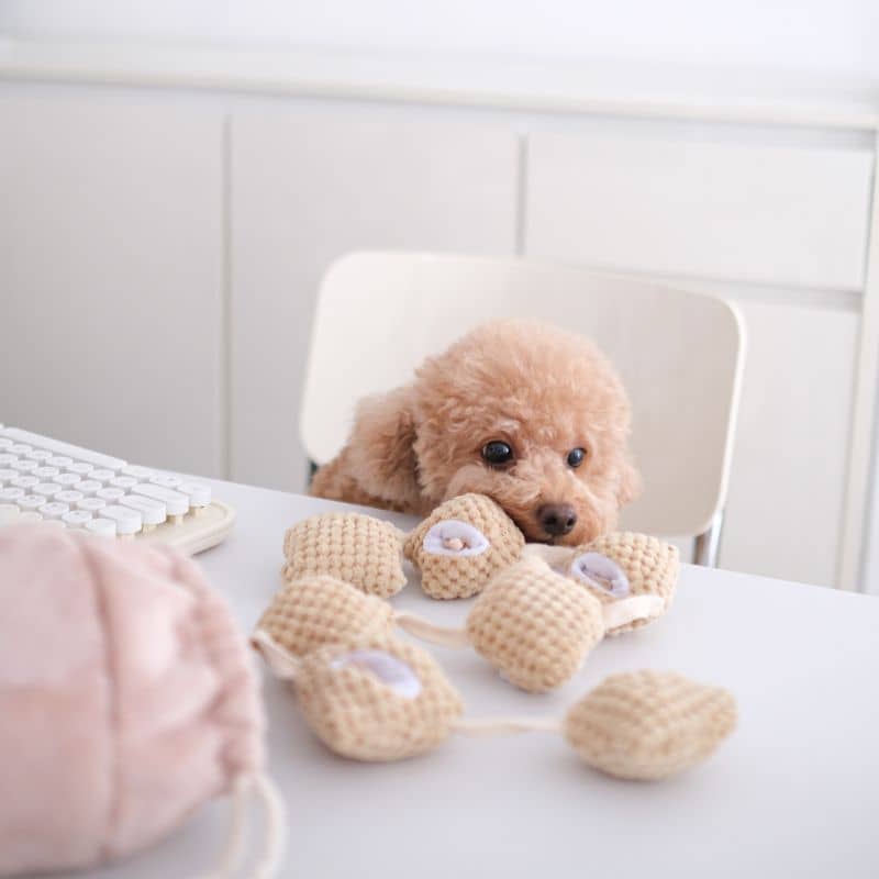 Popcorn nosework toy Pups & Bubs - jouet d'occupation interactif et de fouille pour chien en forme de sachet de pop corn dans lequel cacher des friandises pour occuper votre chien 