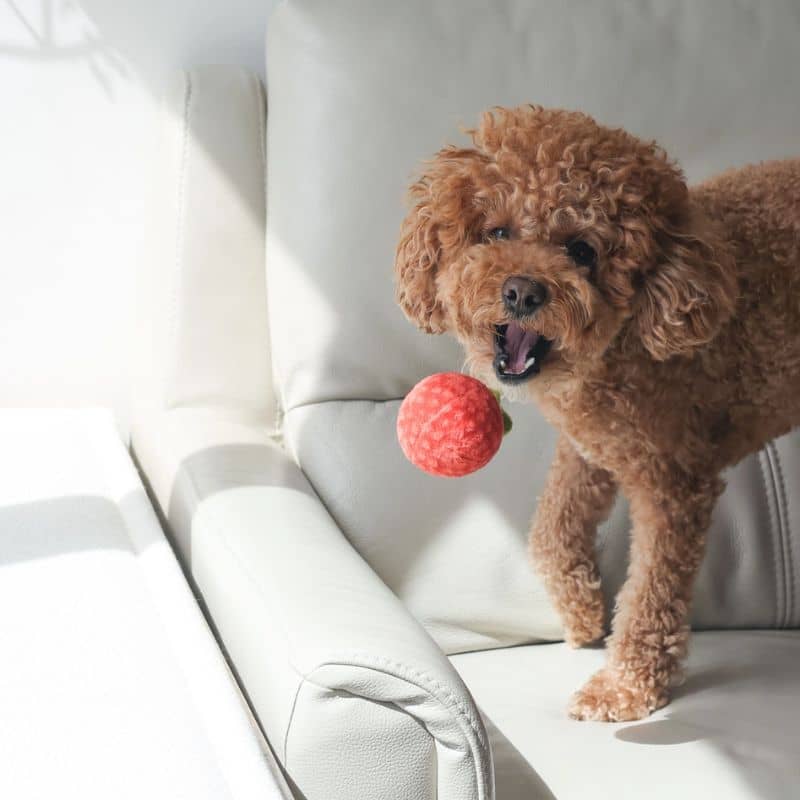 Tomato Soup nosework toy Pups & Bubs - jouet d'occupation interactif et de fouille pour chien en forme de soupe de tomate dans lequel cacher des friandises pour occuper votre chien