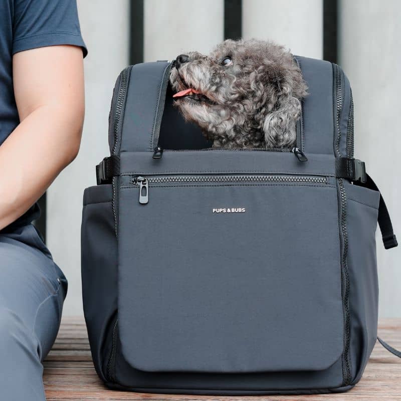 sac à dos pour transporter un chien ou chat jusqu'à 10 kg - Traveler pet carrier backpack noir Pups & Bubs : dos renforcé, aération, nombreux rangements pour confort et praticité. Ce sac à dos pour chien est idéal pour le vélo, la rando ou le scooter
