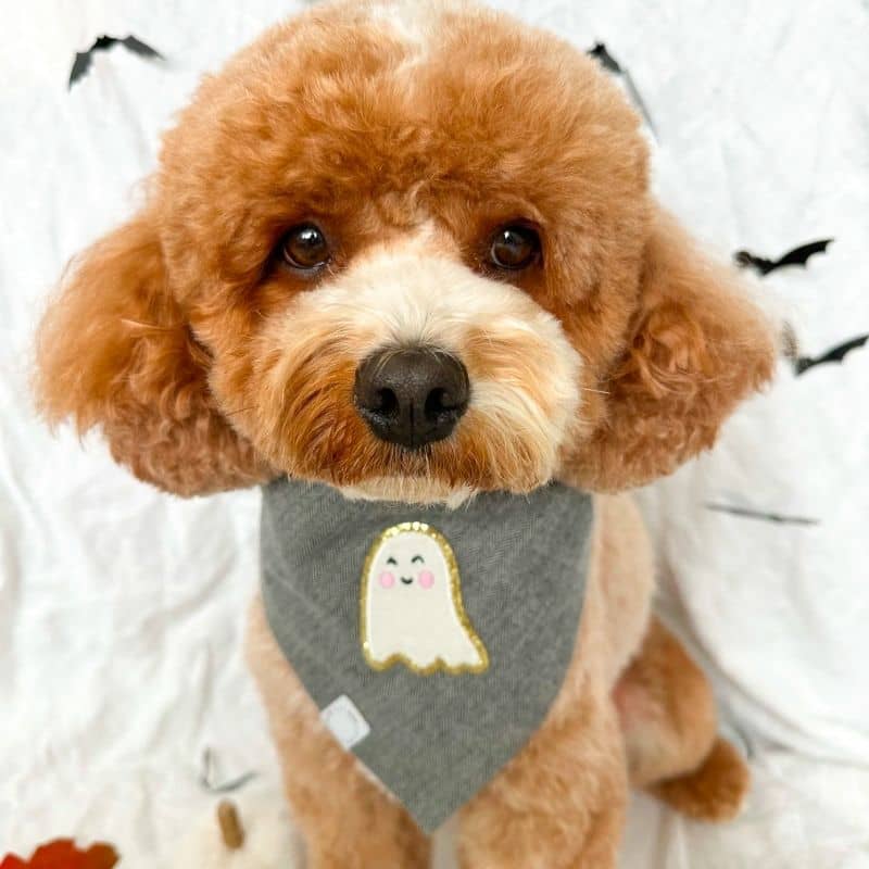 bandana halloween pour chien en flanelle avec patch phosphorescent fantome qui brille dans le noir de la marque Sunny Tails