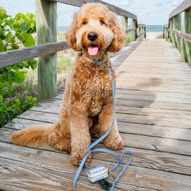 Collier pour chien waterproof Shop Sunny Tails