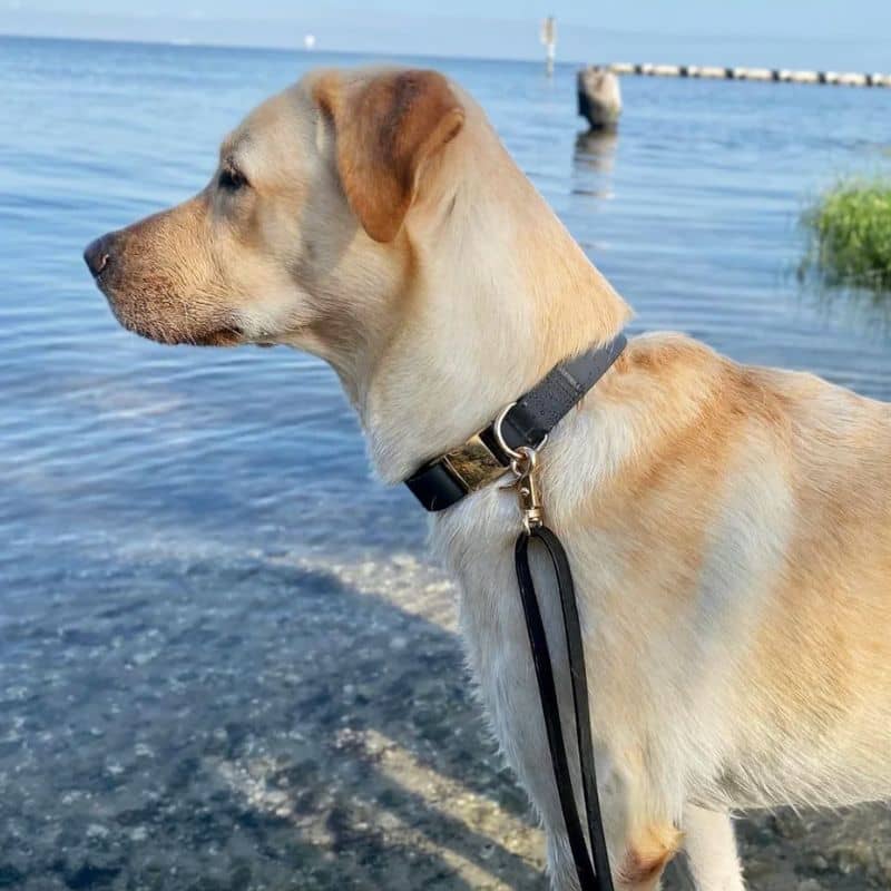 Chien avec collier waterproof noir lac mer