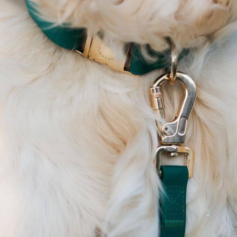 Collier pour chien waterproof Shop Sunny Tails