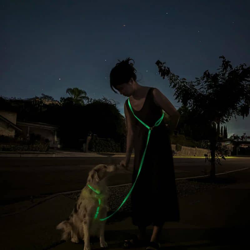 Collier Pour Chien Phosphorescent Avec Nom Et Numéro - Longueur Réglable, Visible La Nuit, Tailles XS à L