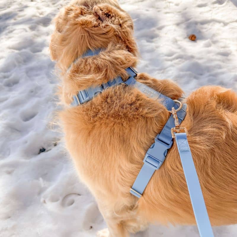 Harnais Shop Sunny Tails en couleur bleu malibu qui respecte l'anatomie du chien en balade facile à nettoyer