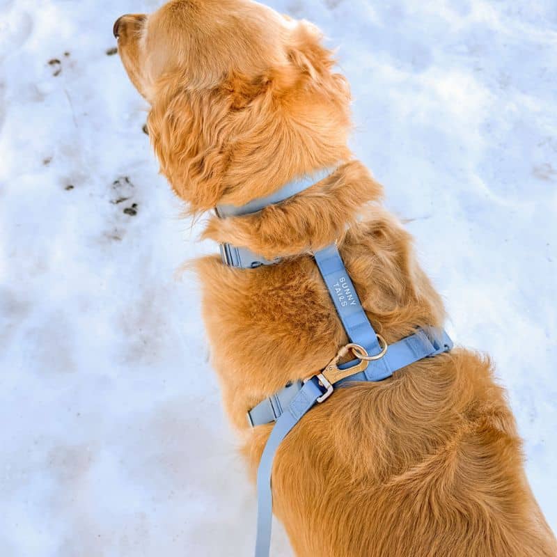 harnais en h sunny tails pour chien en matière waterproof avec des nouvelles boucles