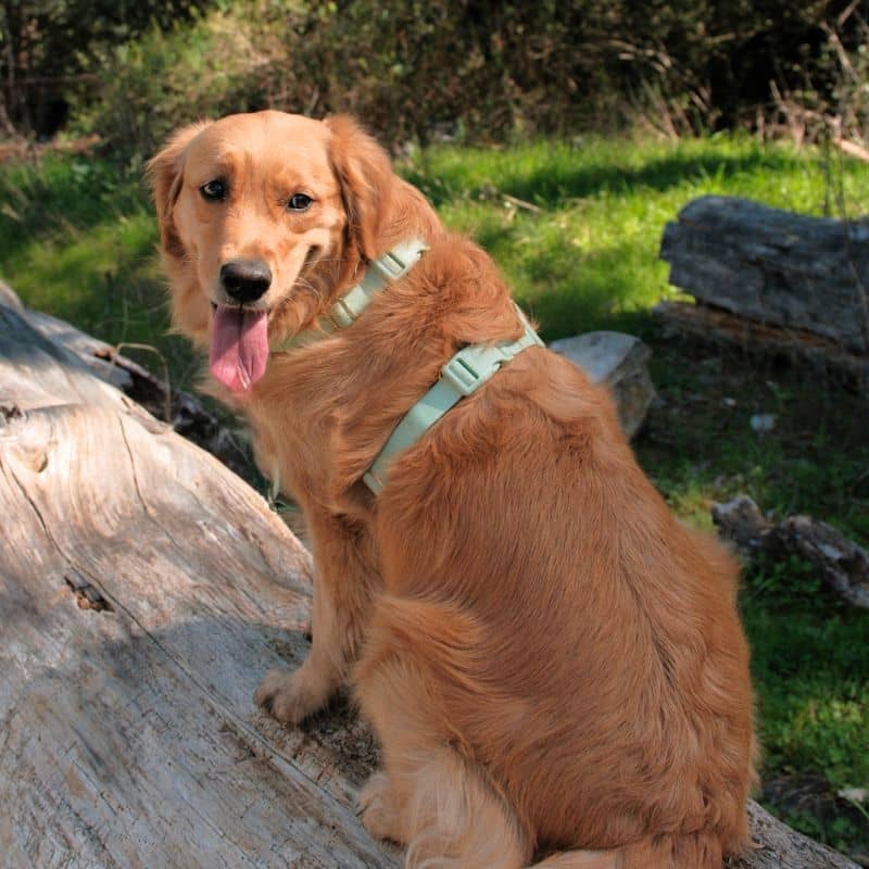 Harnais pour chien en H confortable et imperméable