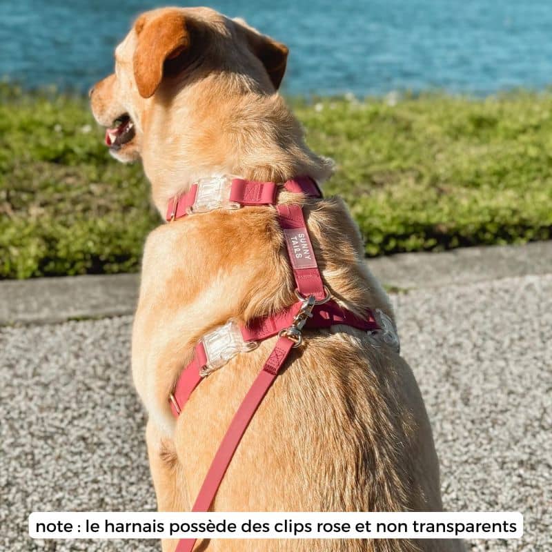 Harnais de la marque Shop Sunny Tails pour aller se promener avec son chien en couleur framboise mulberry en matière lavable