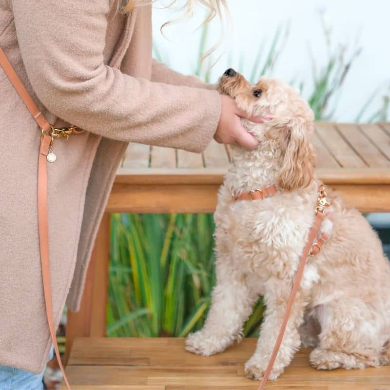 Harnais pour chien waterproof Cloud lite en chai brown de sunny tails