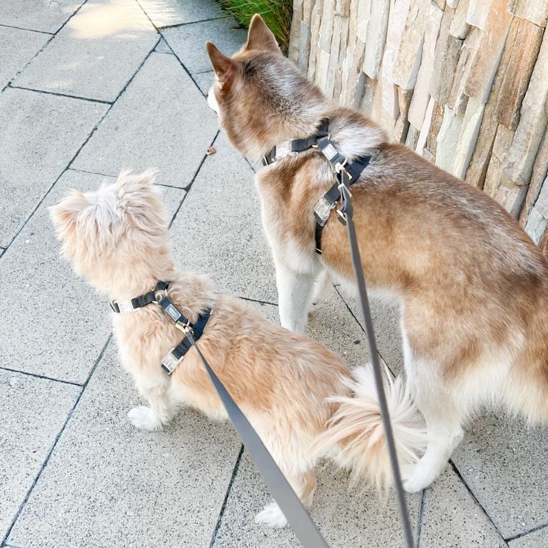 Harnais pour petit et grand chien waterproof