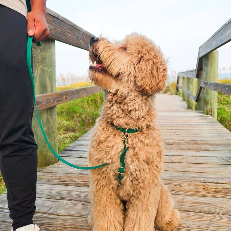 Harnais pour chien imperméable facile à nettoyer