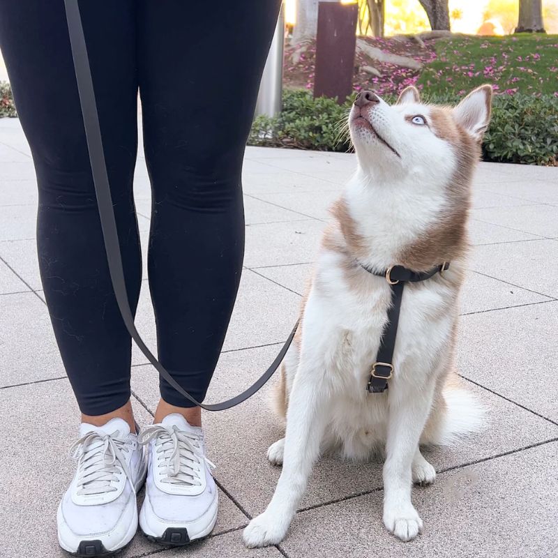 Harnais pour chien avec boucle anti traction sur le devant