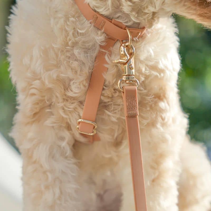 Détail du harnais pour chien en marron avec anneau anti traction