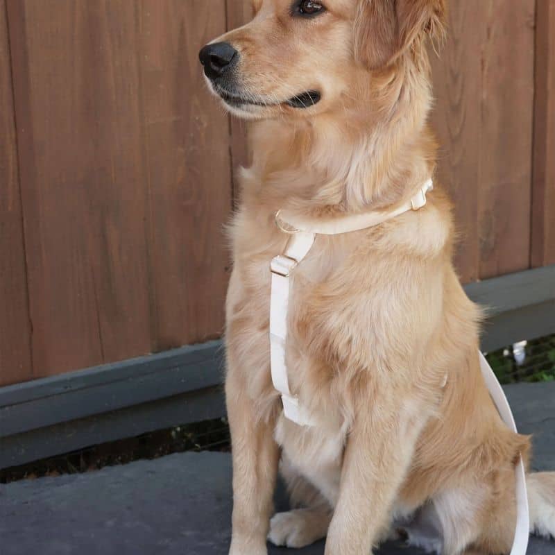 Harnais waterproof marque pour chien 
Sunny Tails blanc white cloud en H avec boucle à l'avant anti-traction