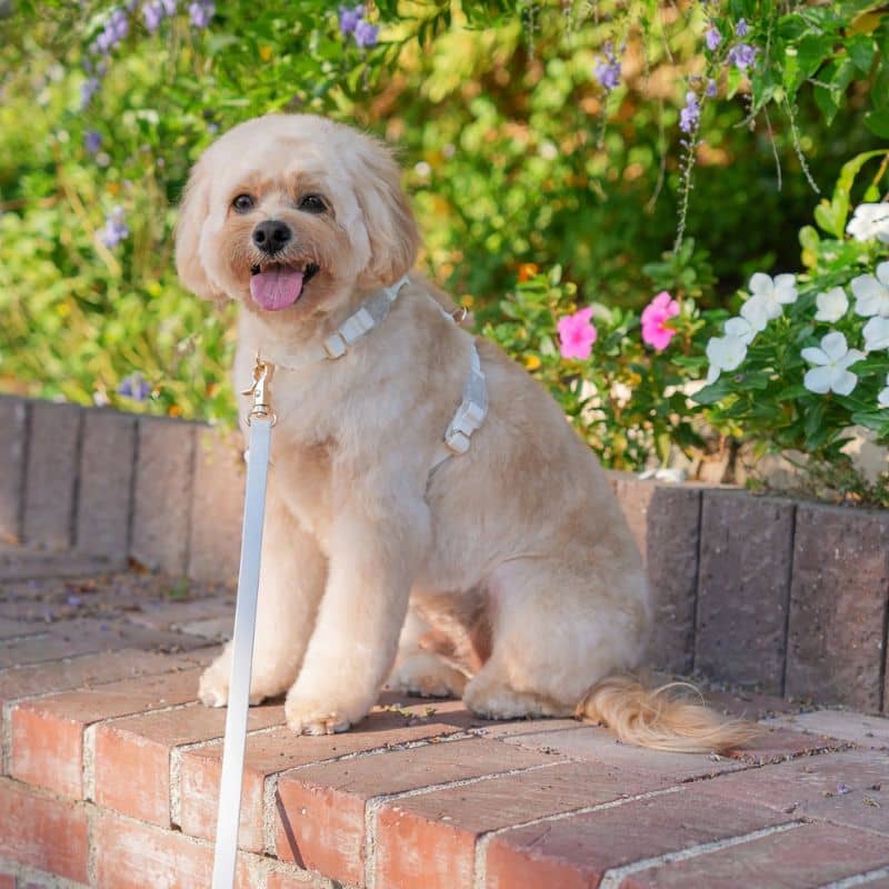 Harnais waterproof pour chien marque Sunny Tails blanc white cloud en H en silicone, pvc