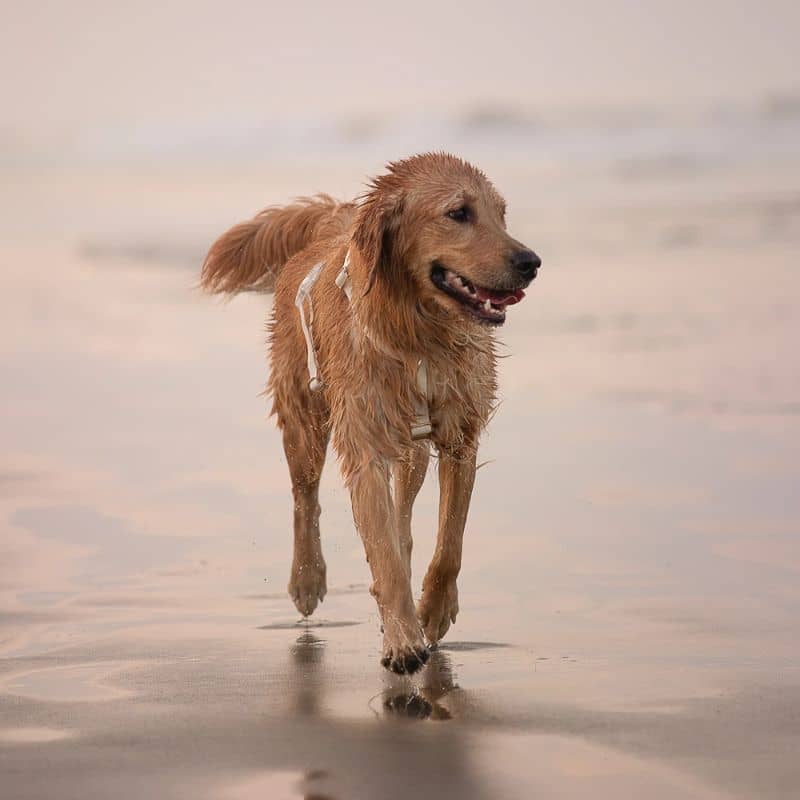Harnais waterproof marque pour chien Sunny Tails blanc white cloud en H libre de ses mouvements