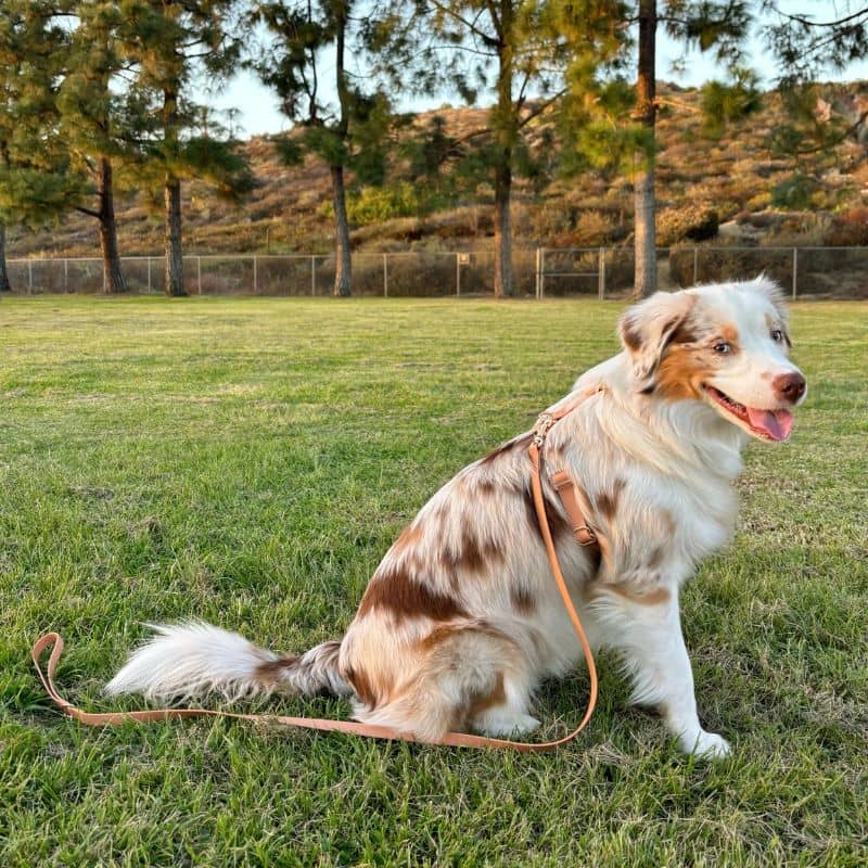 Sunny tails harnais pour chien Cloud lite en marron brown chai