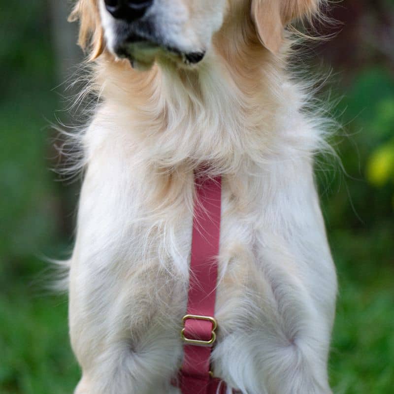 Chien avec un harnais imperméable pour la pluie, l'eau, la baignade ou la neige en rose framboise de Sunny Tails