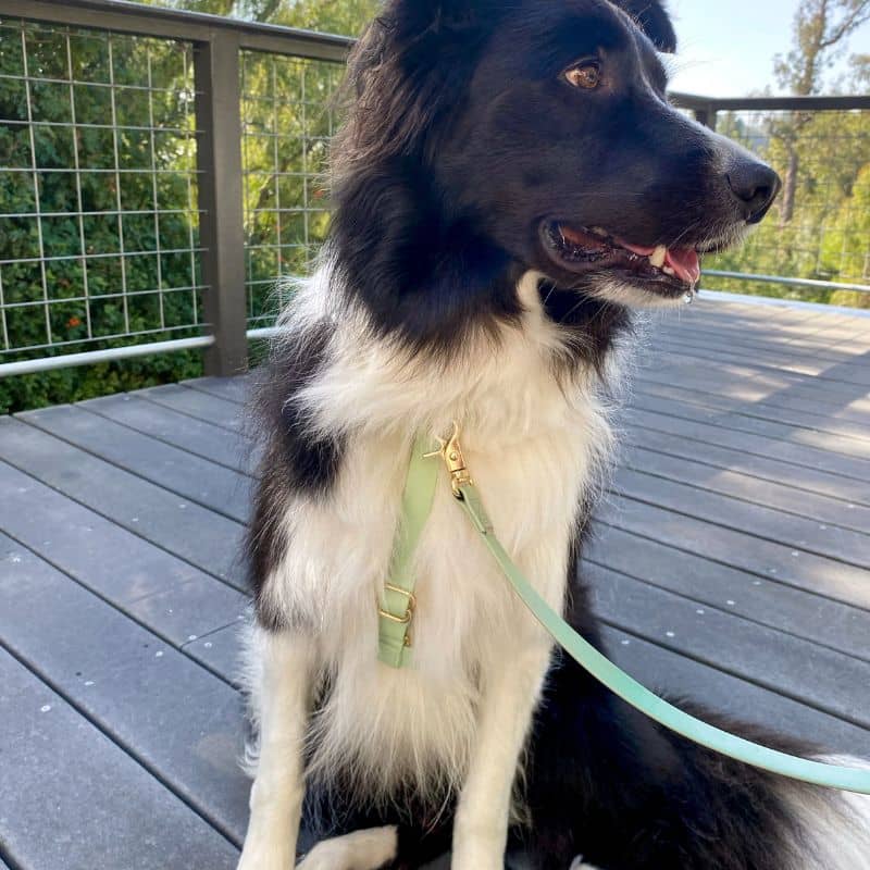 Harnais Shop Sunny Tails en couleur vert pistache qui respecte l'anatomie du chien en balade
