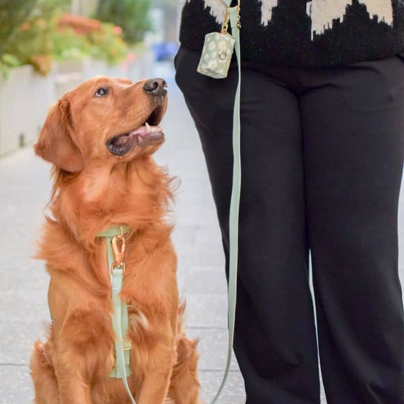 Chien avec un harnais imperméable pour la pluie, l'eau, la baignade ou la neige en vert pistache de Sunny Tails