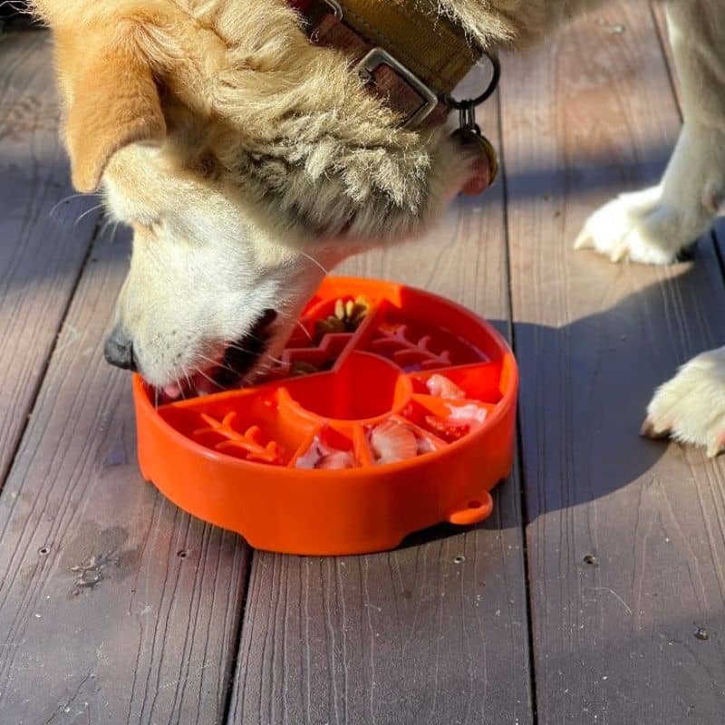 gamelle anti-glouton pour chien facilitant la digestion, ebowl great outdoor Sodapup orange avec décor montagne 