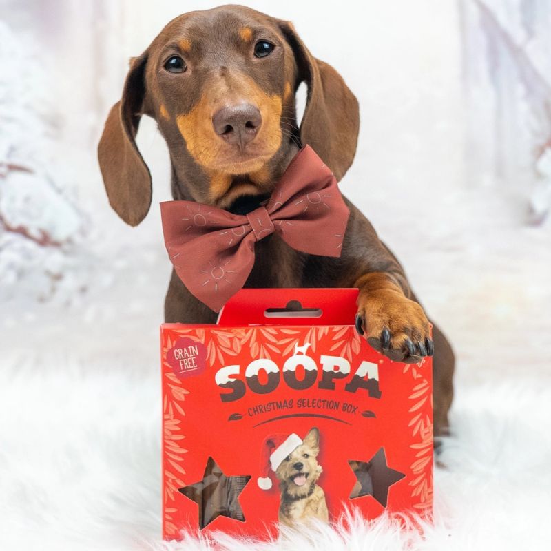 coffret de Noel avec friandises pour chien à la patate douce et canneberge contenant 4 sticks dentaires et 50 training treats Soopa